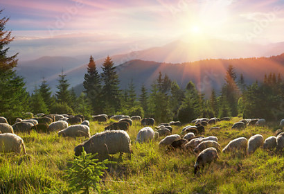 Fototapeta Pastýři a ovce Karpaty 101871459